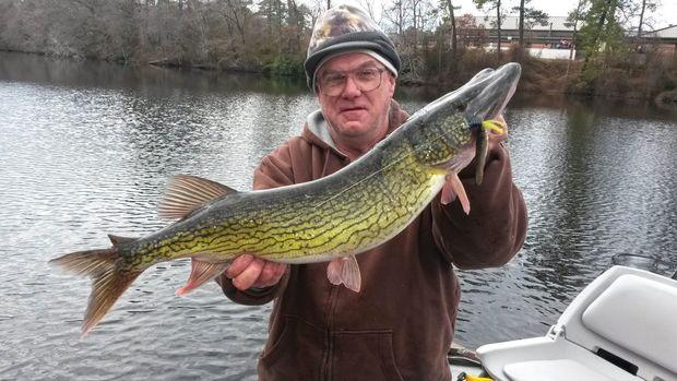 Chain Pickerel  Available Throughout The US In Florida, Georgia, Texas