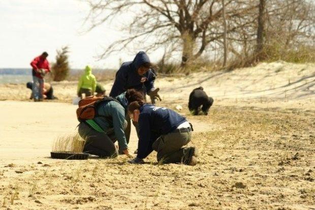 Building a living shoreline at Ferry Point. Photo courtesy MD DNR