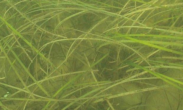 Eelgrass grows in the saltier waters of the middle and lower Chesapeake Bay. Courtesy MD DNR