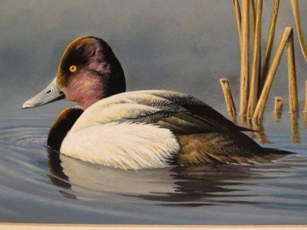 Pocomoke Artist Wins Maryland Migratory Game Bird Stamp Design