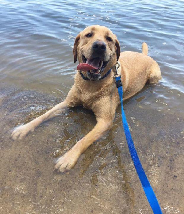 Don't forget doggie sunscreen! Ranger, pictured. Photo by Ashlyn Moser