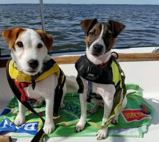 Make sure your dog is outfitted with a snug and comfortable life jacket. Charlie and Chauncey pictured. Photo by Loren Roos