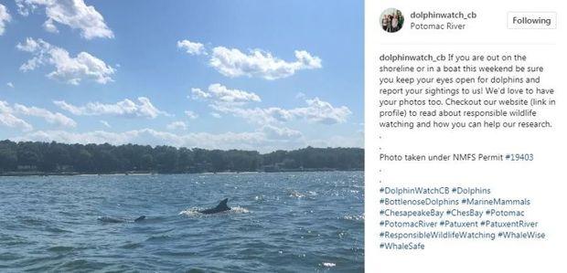 Tag @dolphinwatch_cb on Instagram with your dolphin photos!