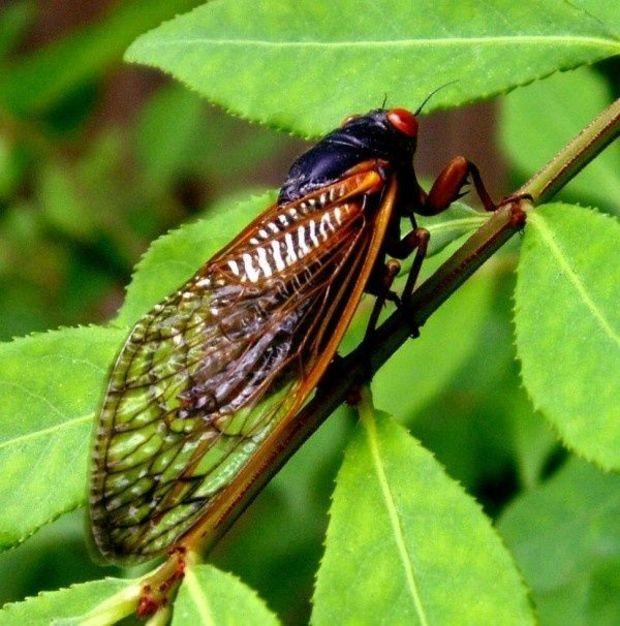 Cicadas: They're Coming Back.... | PropTalk