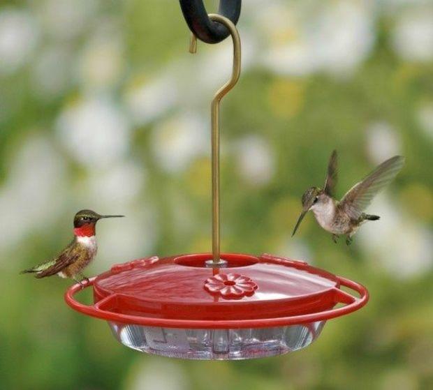 Image courtesy of hummingbirds.net Image courtesy of hummingbirds.net