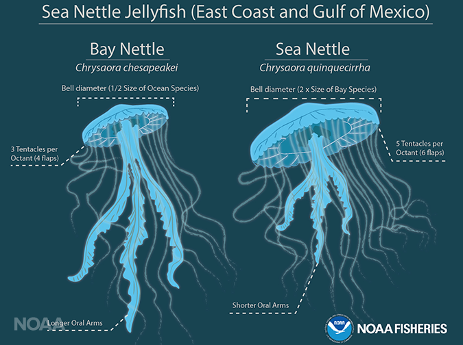 Chesapeake Bay Sea Nettle Jellyfish Newly Recognized Species PropTalk