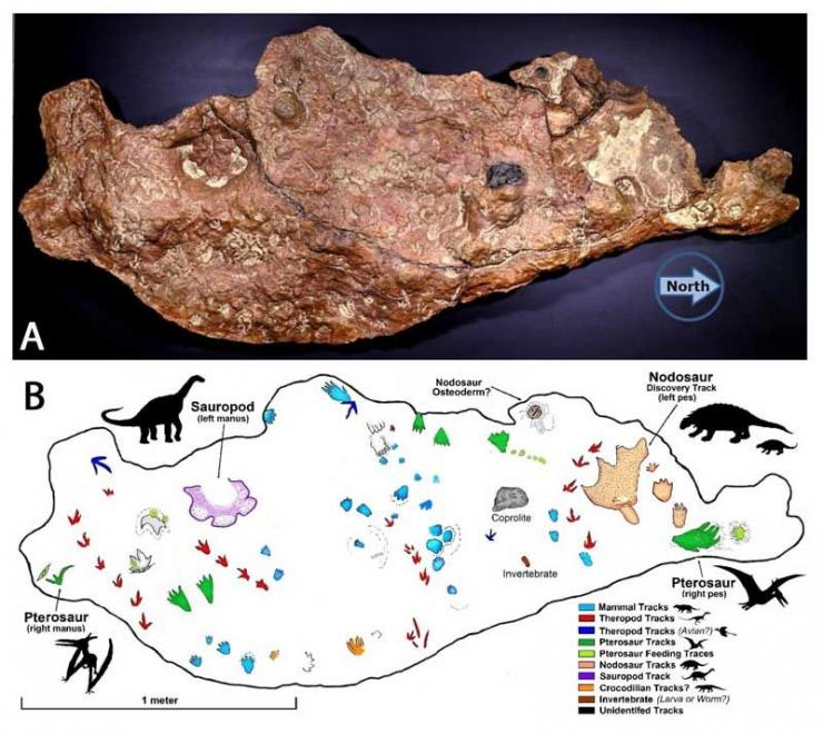 Dinosaur Footprints, More Than 100 Million Years Old, Found In Maryland ...