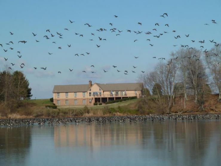 Migratory waterbirds along a residential property on the Chesapeake Bay. Photo by Diann Prosser, USGS Migratory waterbirds along a residential property on the Chesapeake Bay. Photo by Diann Prosser, USGS