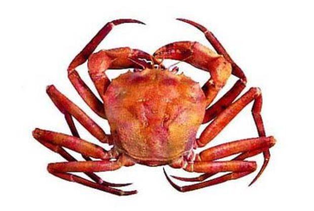 An Atlantic red crab. Photo courtesy of NOAA