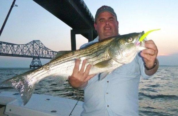 Fishing the pilings at the Bay Bridge is a good bet this weekend---as long as you time the tide right. Photo by Shawn Kimbro