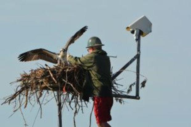 Courtesy of the Chesapeake Conservancy Osprey Cam