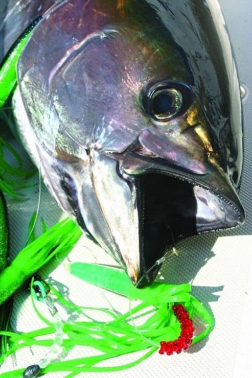 Best Lures For Mahi-Mahi & Blackfin Tuna (And How To Troll With Them)