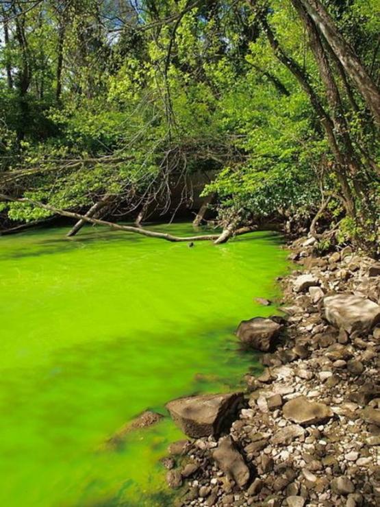 Eutrophication is evident by the lime-green water color, caused by dense algal blooms or cyanobacteria. Photo taken in April 2012. Eutrophication is evident by the lime-green water color, caused by dense algal blooms or cyanobacteria. Photo taken in April 2012.