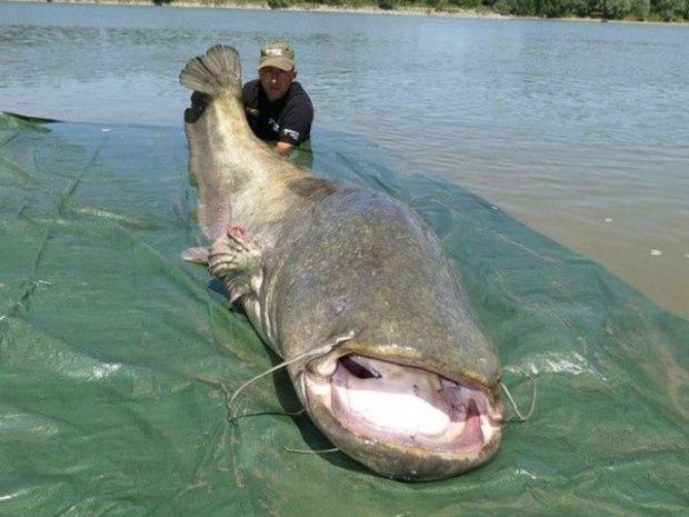 260-lb-wels-catfish-caught-in-italy-proptalk