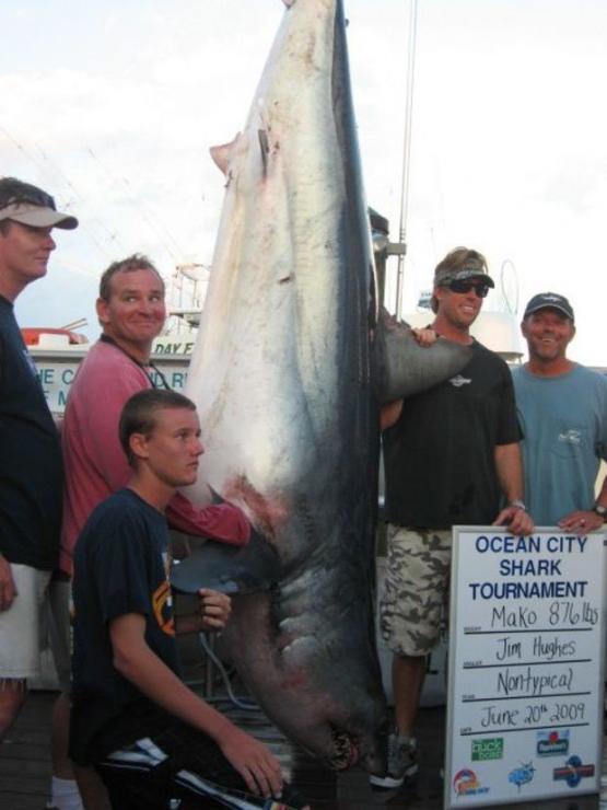 The Maryland state record, 876-pound Mako shark caught by Jim Hughes on June 20, 2009 at the OC Shark Tourney. Photo credit: Elizabeth Johnson.
