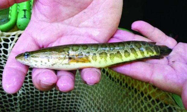 Biologists recently found a juvenile snakehead in the C&amp;O Canal. Photo courtesy of MD DNR