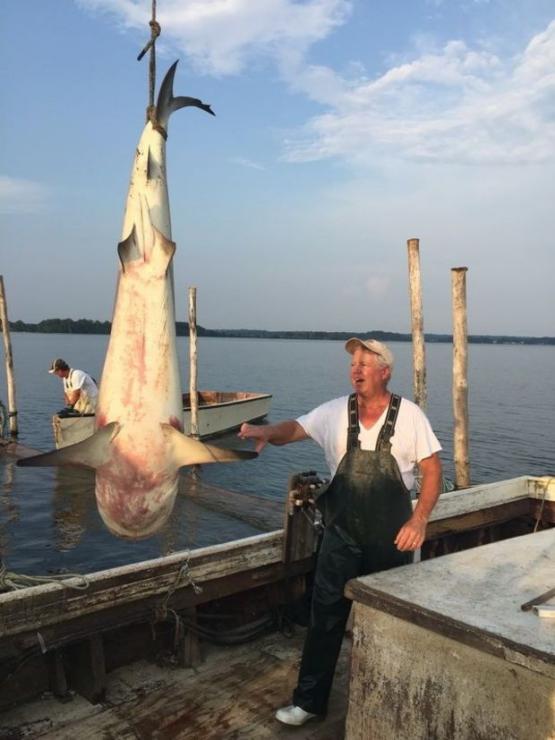 Eight-Foot Bull Shark Pulled From Net in Potomac River | PropTalk