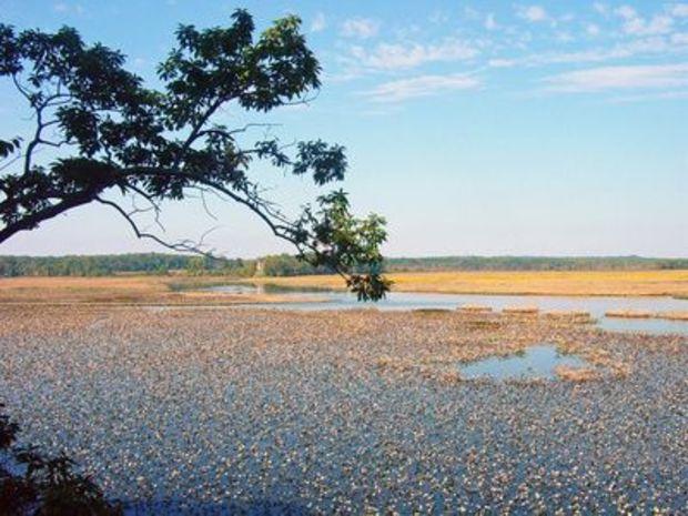 Jug Bay Wetlands Sanctuary. Photo courtesy of the University of Maryland Center for Environmental Science
