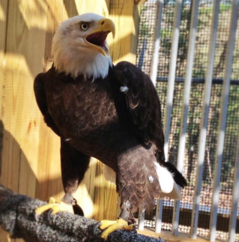 A mature bald eagle at Rocky Gap State Park. Photo by Sarah Milbourne, courtesy of the MD DNR